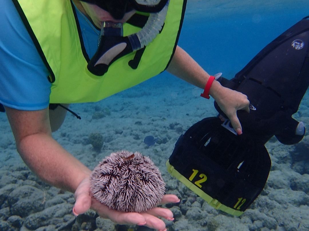 Aruba Bob Snorkel & Scuba-阿鲁巴岛必去景点