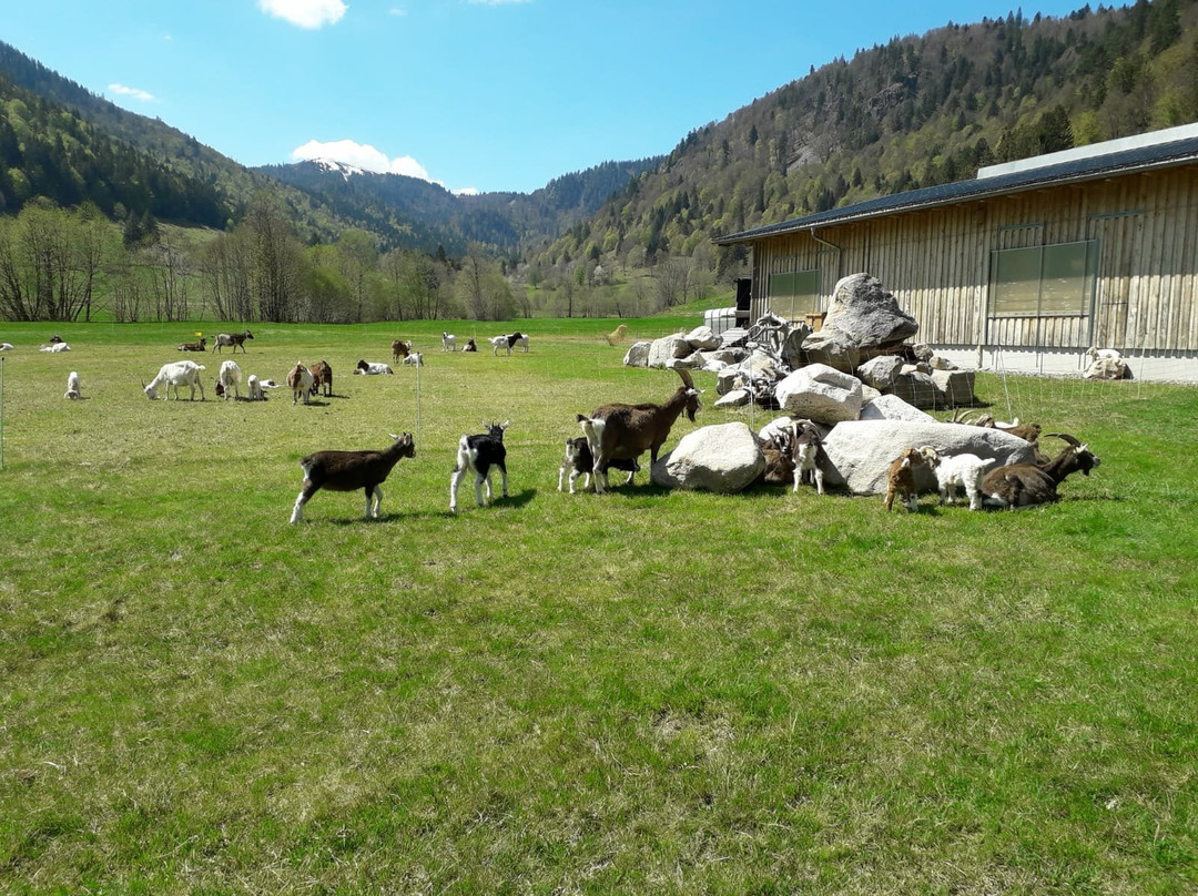 Menzenschwander Geißenpfad-Menzenschwand必去景点