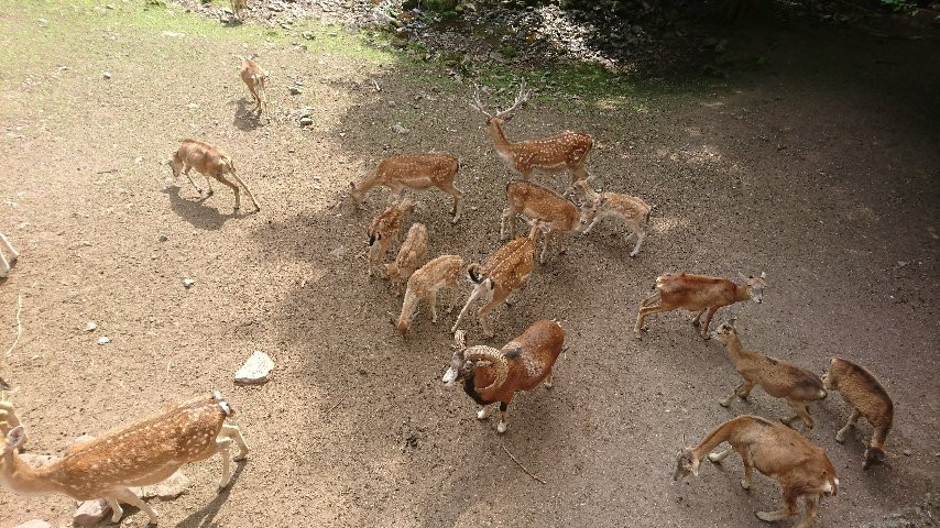 Suhler Tierpark-苏尔必去景点