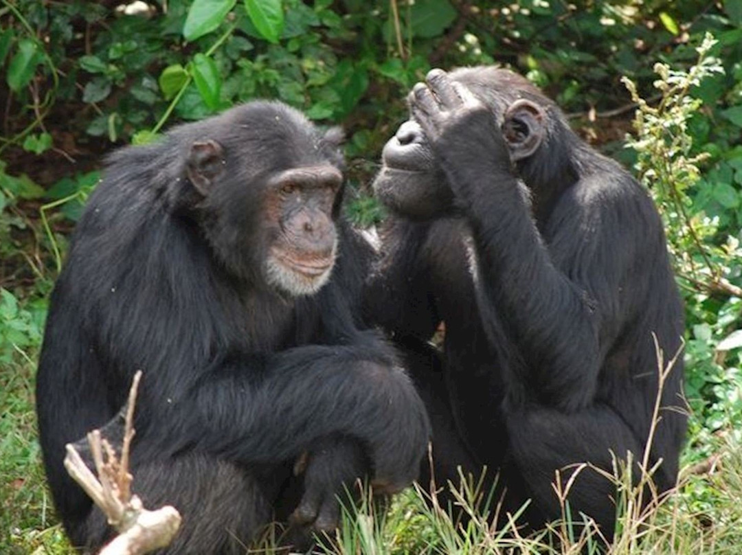 Ngamba Island Chimpanzee Sanctuary景点图片