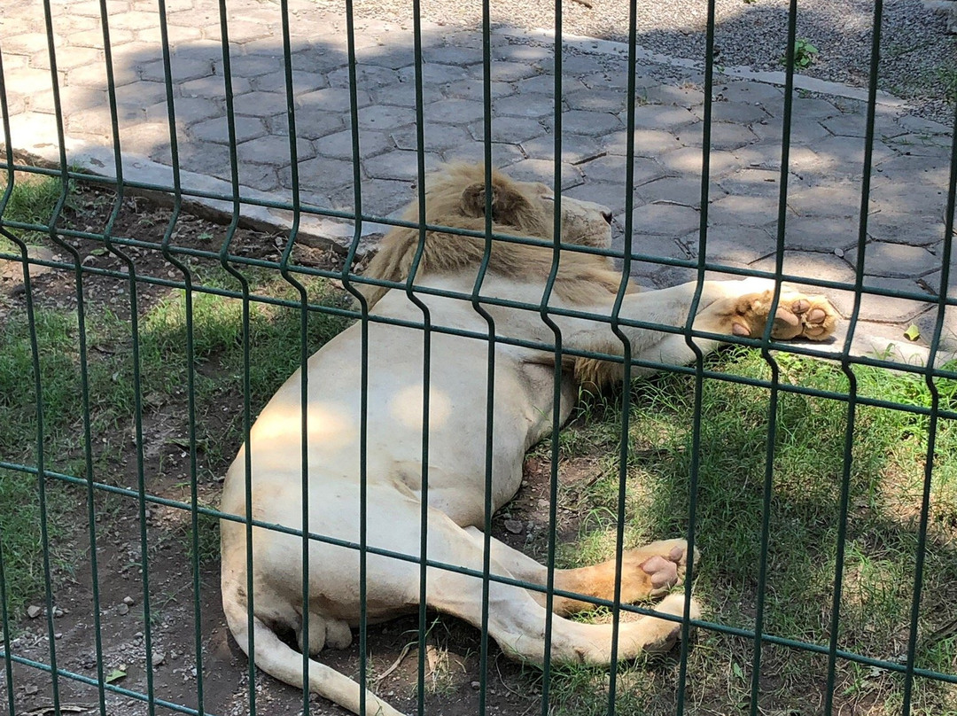 Ecoparc Colima-Colima必去景点