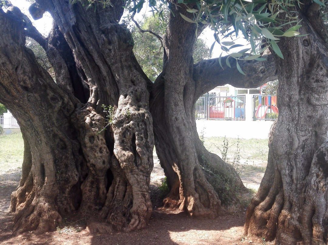 Mastrinka - Old Olive Tree景点图片