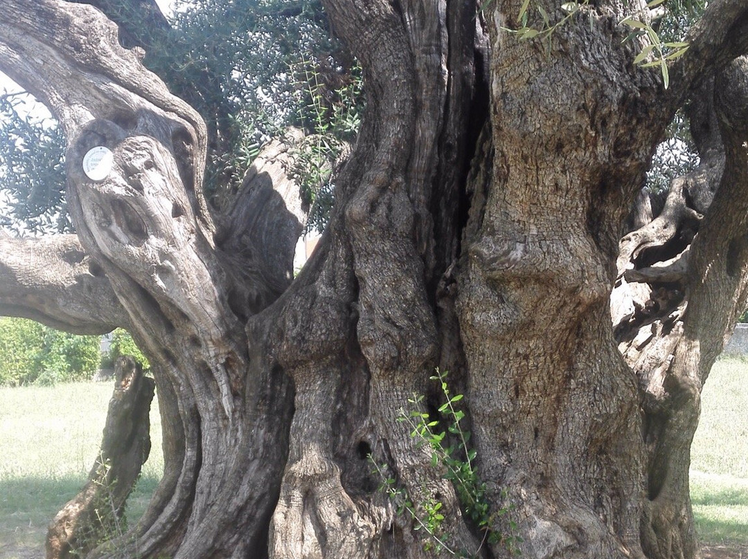 Mastrinka - Old Olive Tree景点图片