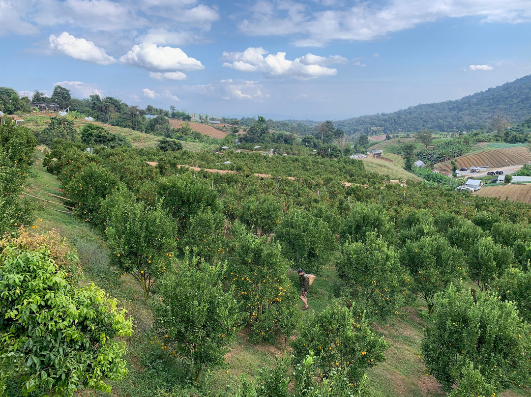 Yoddoy The Orange Farm景点图片