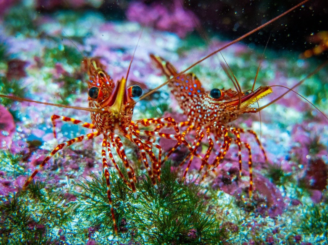 Scuba Adventure-Los Molles必去景点