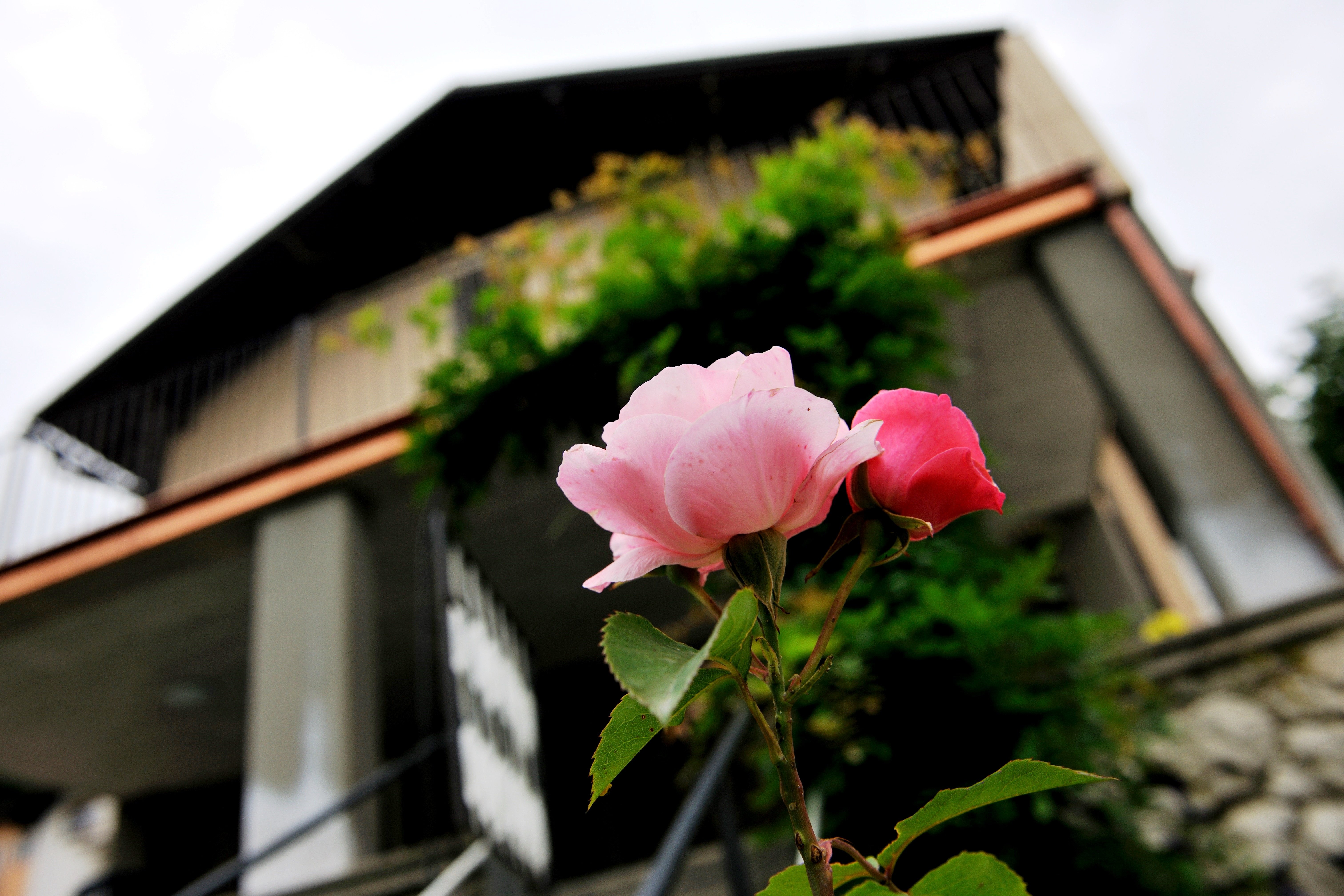 Villa Home & Garden Lasko-官方