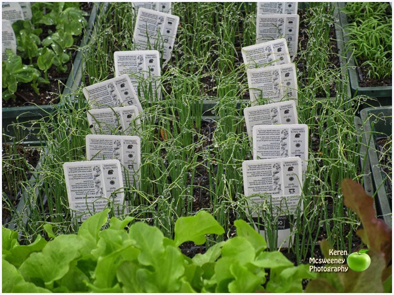 Nanango Country Market-Nanango必去景点