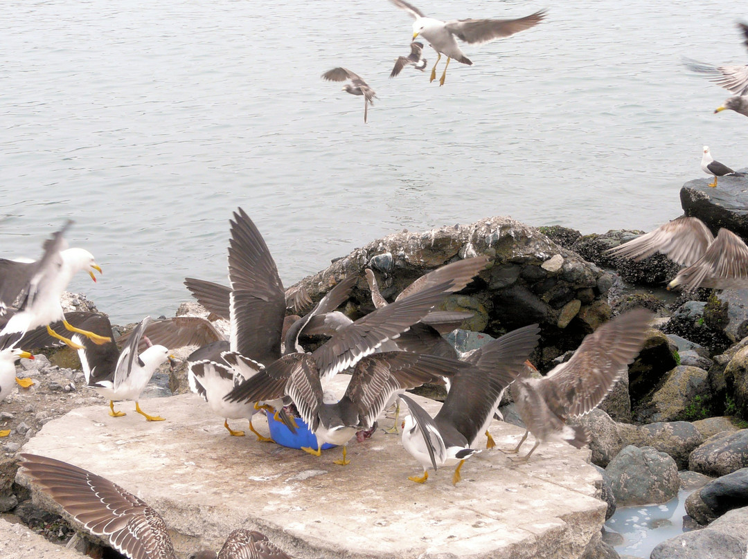 Muelle de Ancon景点图片