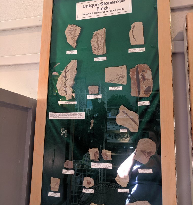 Stonerose Interpretive Center and Eocene Fossil Site景点图片