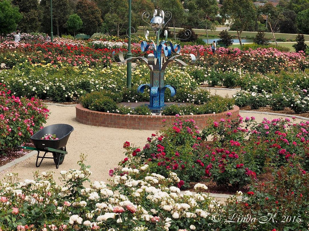 Mornington Botanical Rose Gardens景点图片