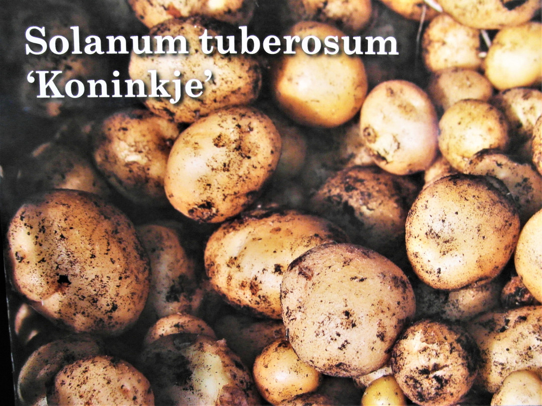 Tuinbouwmuseum Historische Tuin Aalsmeer景点图片