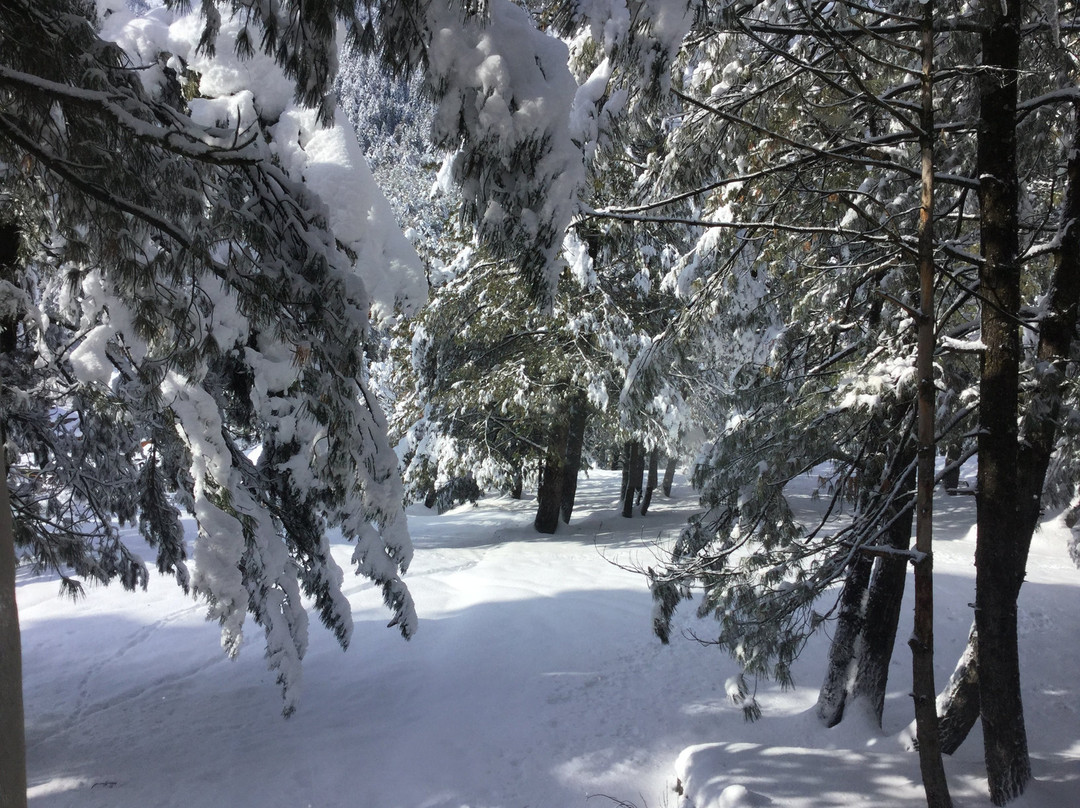 Welcomhotel By Itc Hotels, Pine N Peak主图