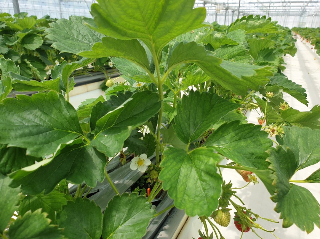 Strawberry Farm Haru-岸和田市必去景点
