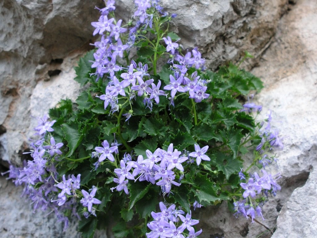 Velebit Nature Park景点图片