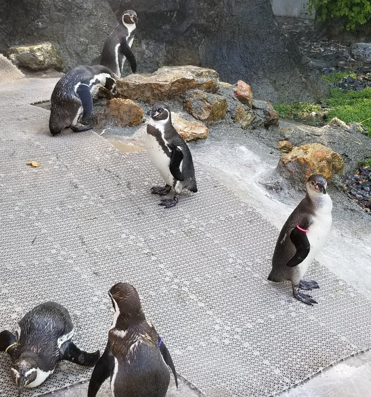 Noichi Zoological Park of Kochi Prefecture景点图片