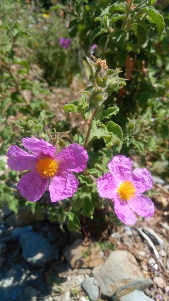 Vassiliki's Votanopoleio (Botanical Store)-伊拉克利翁必去景点