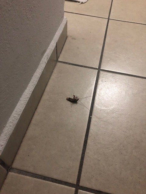 Suites del Real主图