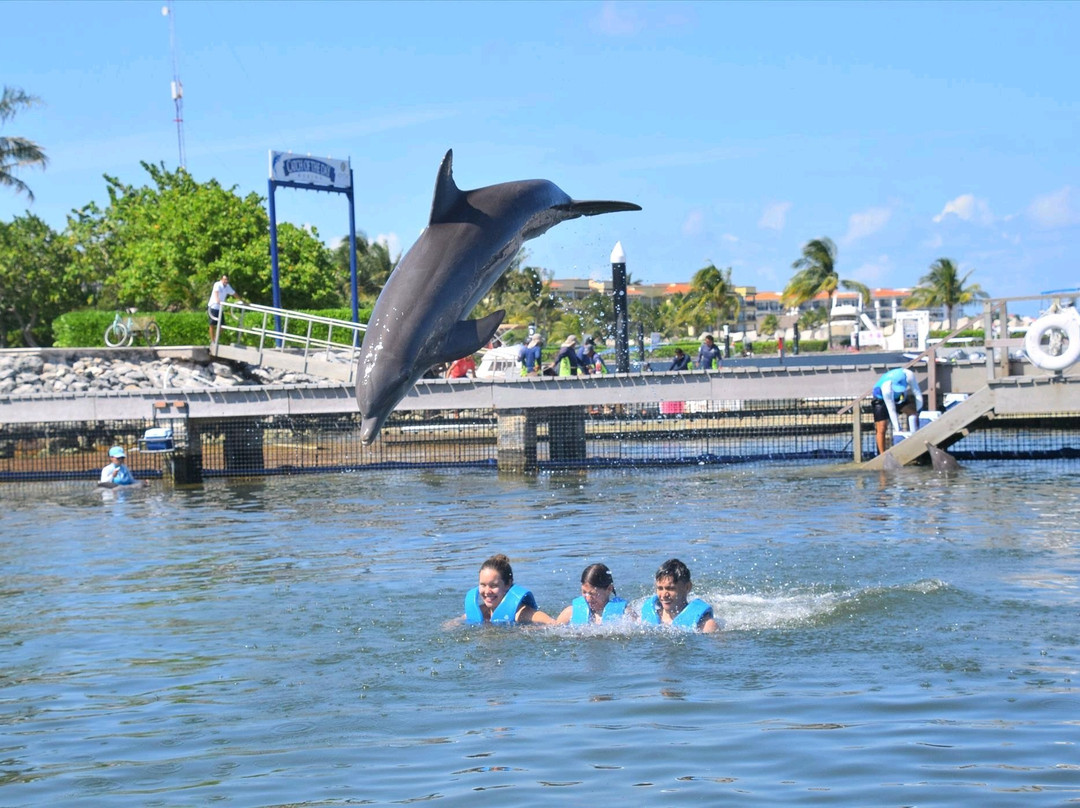 Delphinus Puerto Morelos景点图片