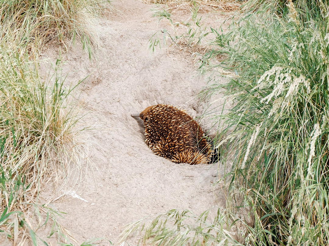 Hike & Seek-墨尔本必去景点