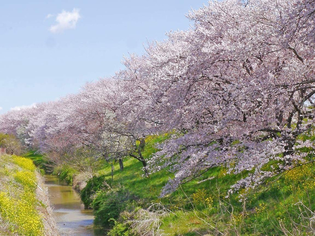 Sakuratsutsumi Park-吉见町必去景点