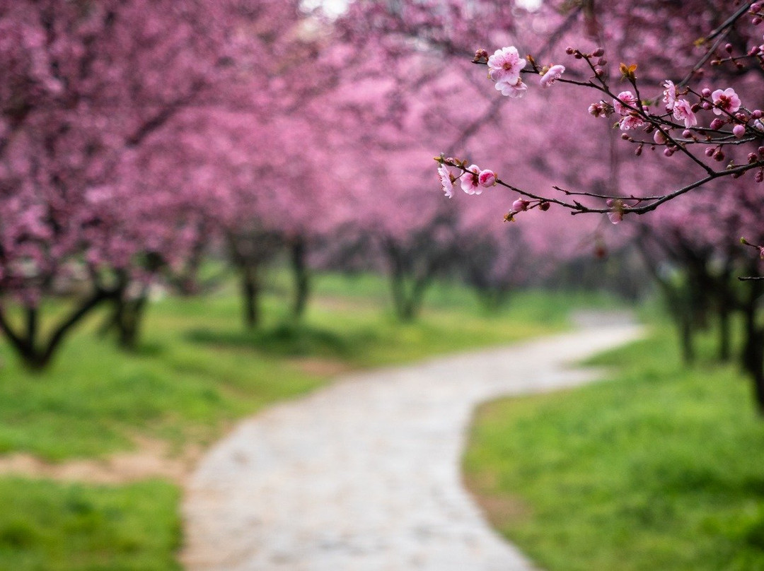 东湖梅园-武汉市必去景点