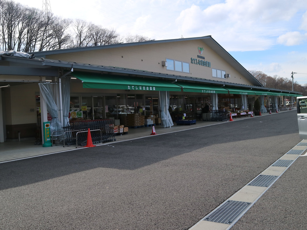 Tateshina Free Plantation Chino