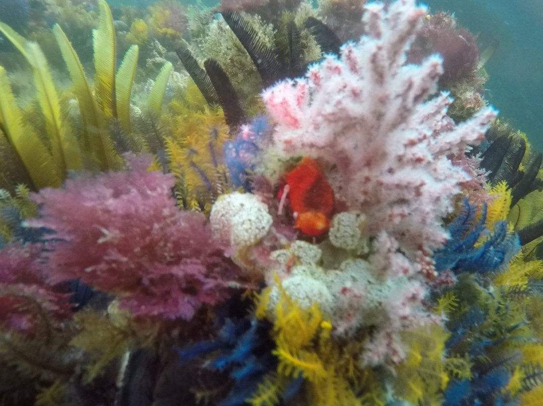 Apnea Addicts Freediving-西门镇必去景点