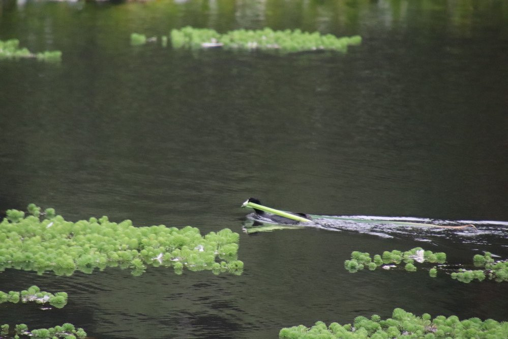 Mingus Park-库斯贝必去景点
