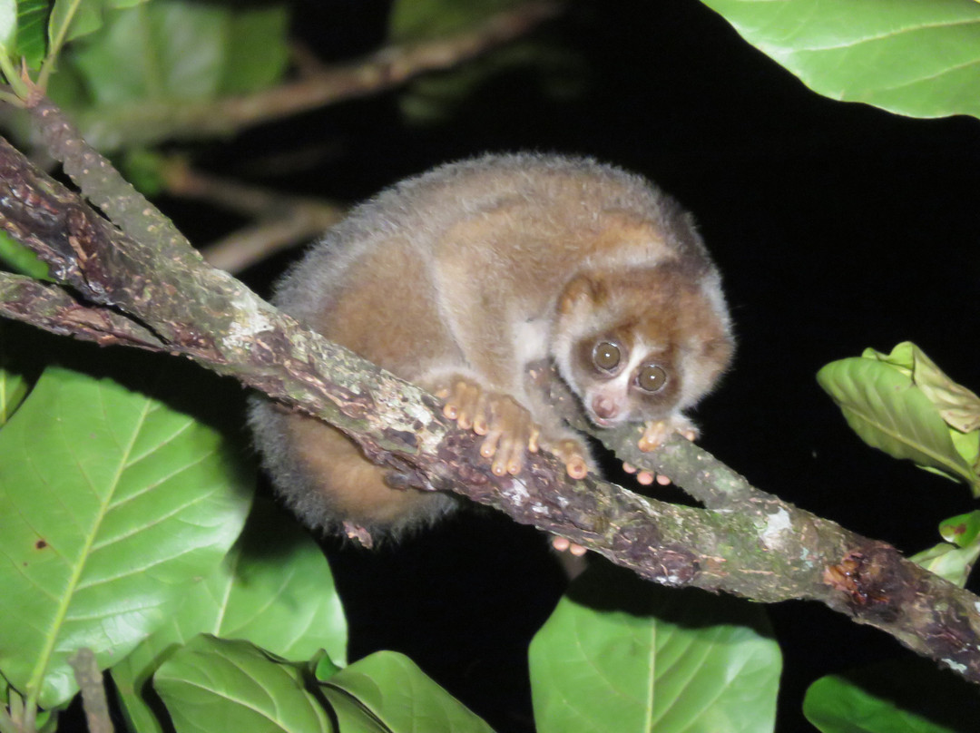 Tabin Lodge and Wildlife Rainforest Tour-拉哈达图必去景点