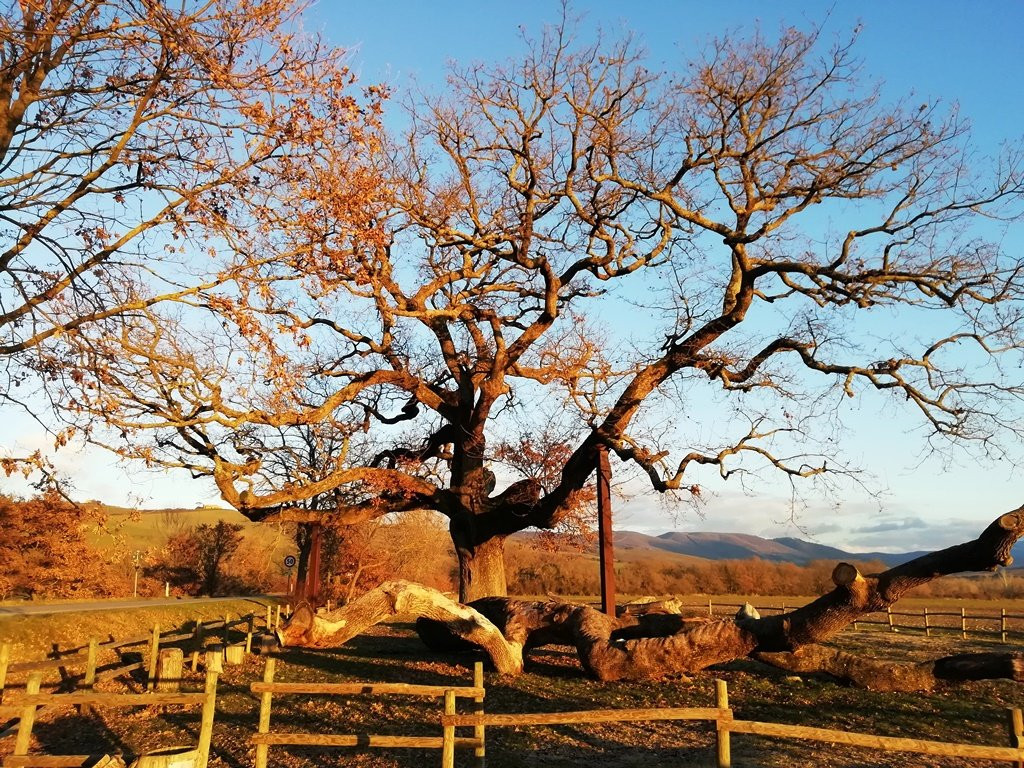 The Checche Oak Tree景点图片