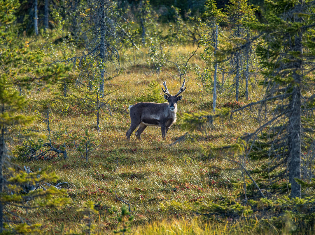 Nordic Wildlife Nature & Photography Tours景点图片