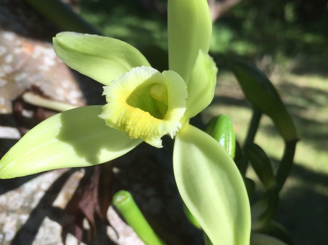 La Cour Mont-Vert主图