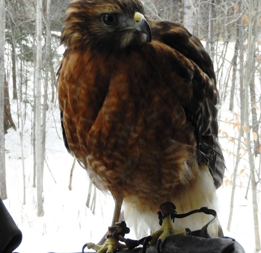 Vermont Institute of Natural Science - VINS-Quechee必去景点