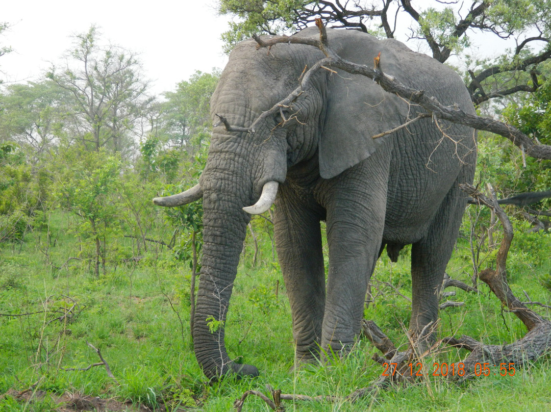 Moyo Wa Tandala Safari景点图片