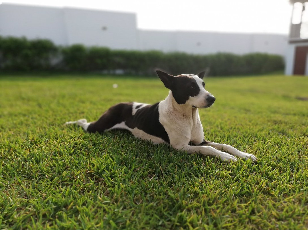 Zarcillo Paradise主图