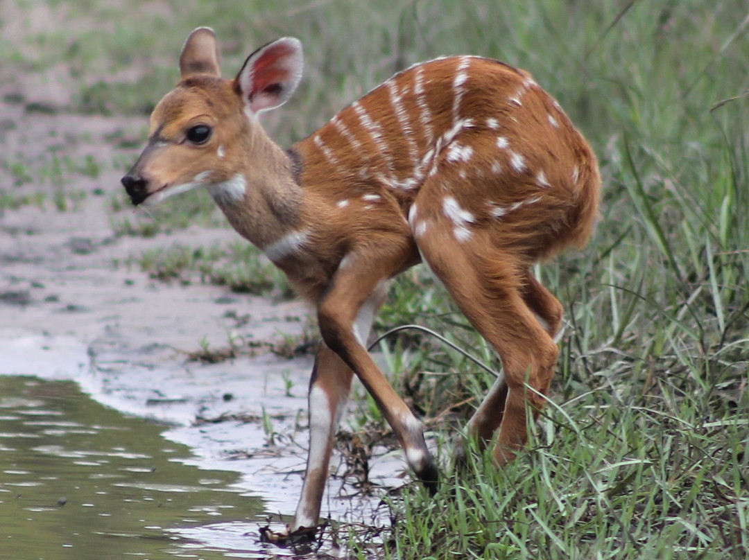 Nkasa Rupara National Park-Nkasa Rupala National Park必去景点