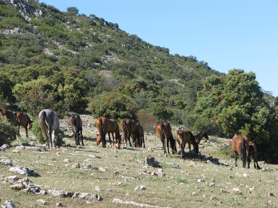yeguada de domingo chinchilla * stud of domingo chinchilla-Algarinejo必去景点