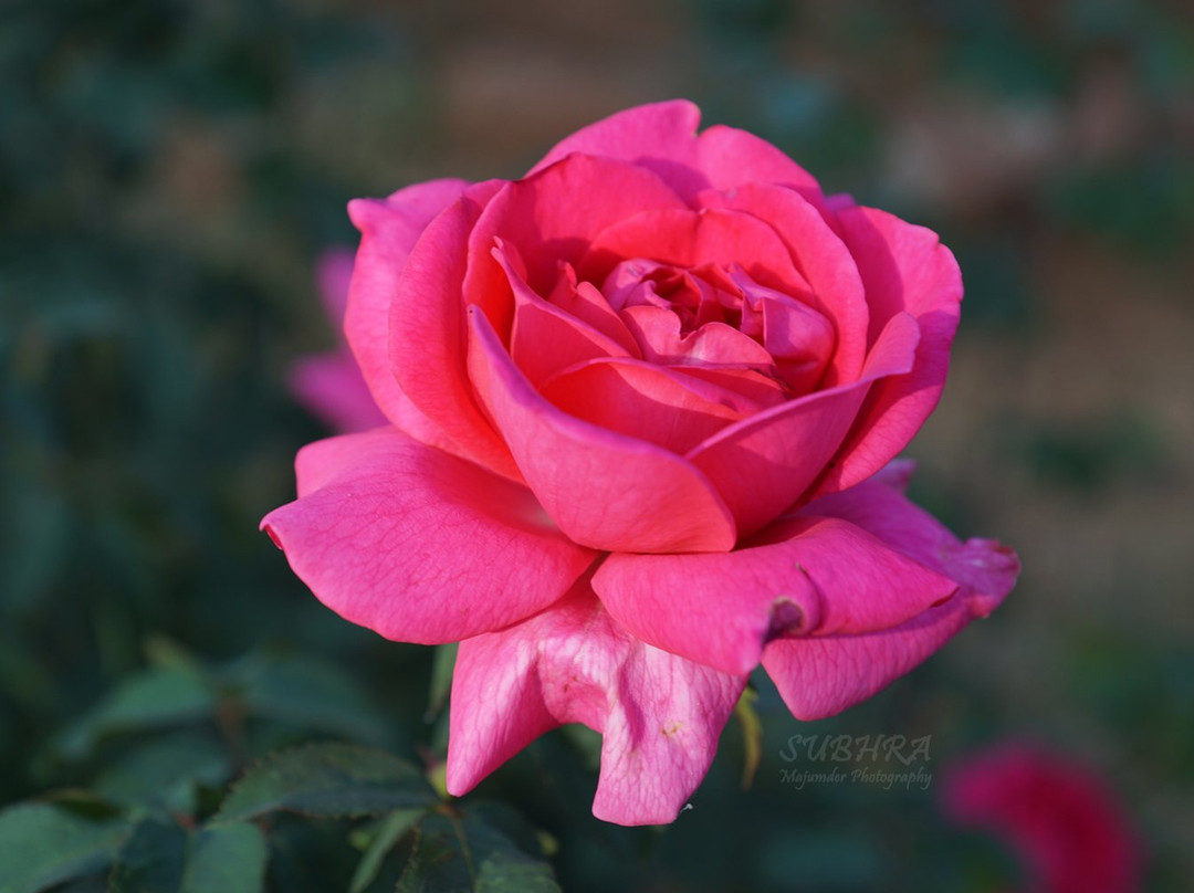 Rose Garden-Saputara必去景点