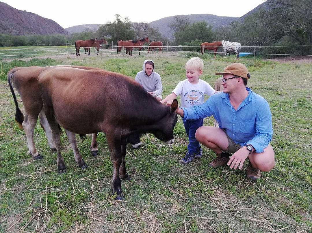 Holistic Horse Paddock Paradise-Herbertsdale必去景点