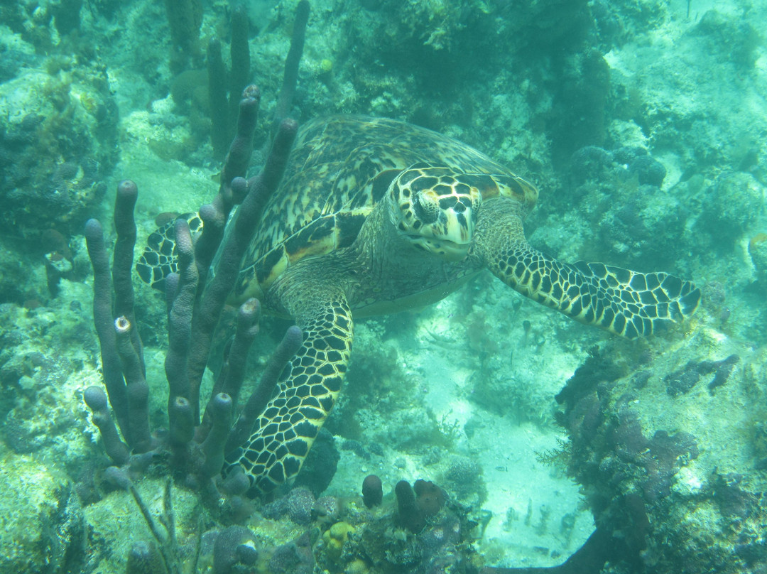 Webfooters Rentals-格雷斯湾必去景点