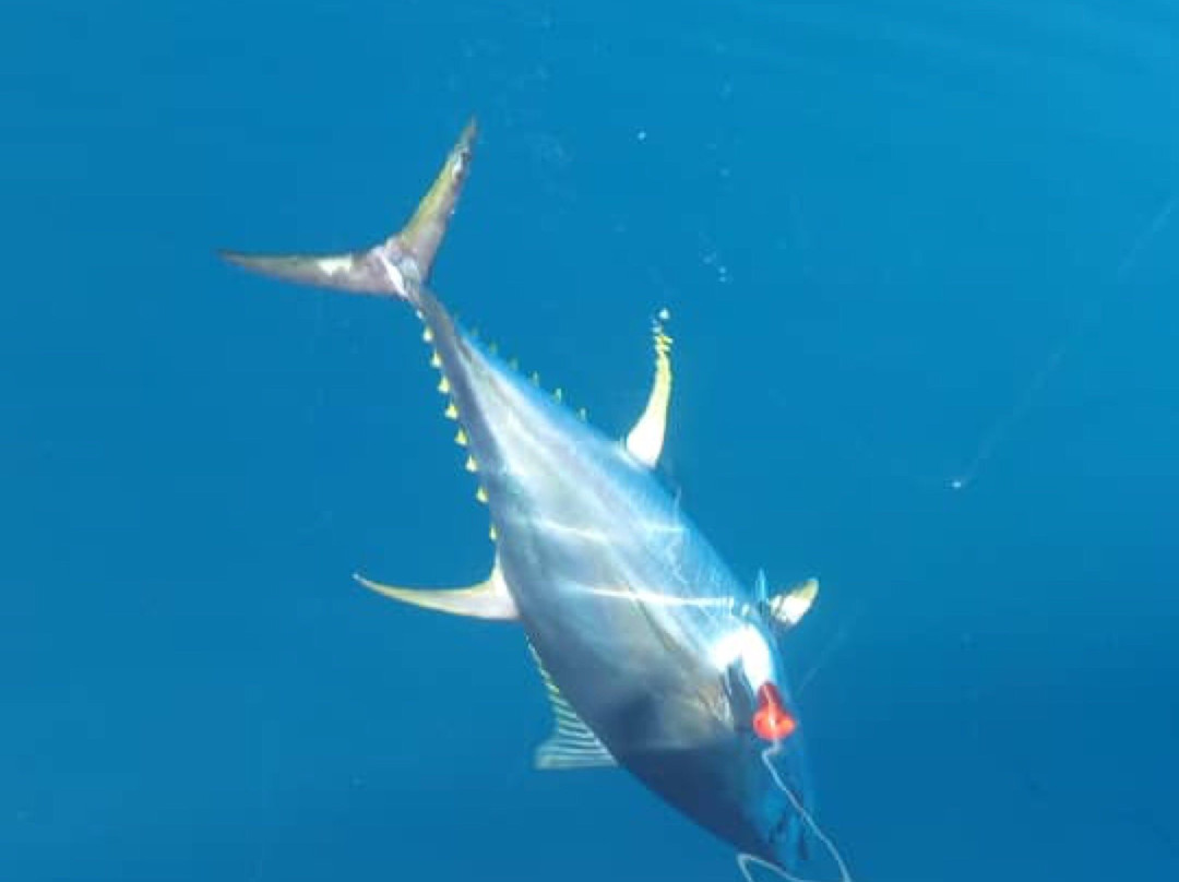 Fishing Zanzibar-孥归必去景点