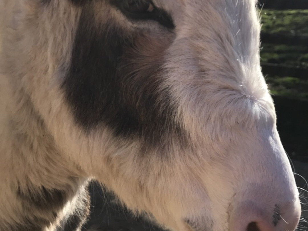 The Donkey Sanctuary, Leeds景点图片