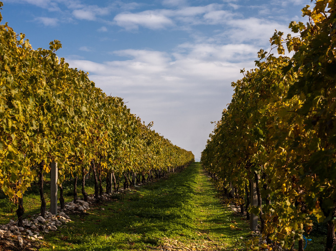 Le Guaite Di Noemi Winery景点图片