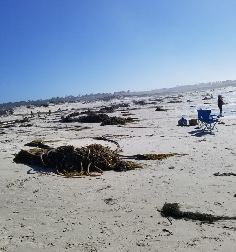 Asilomar State Beach景点图片