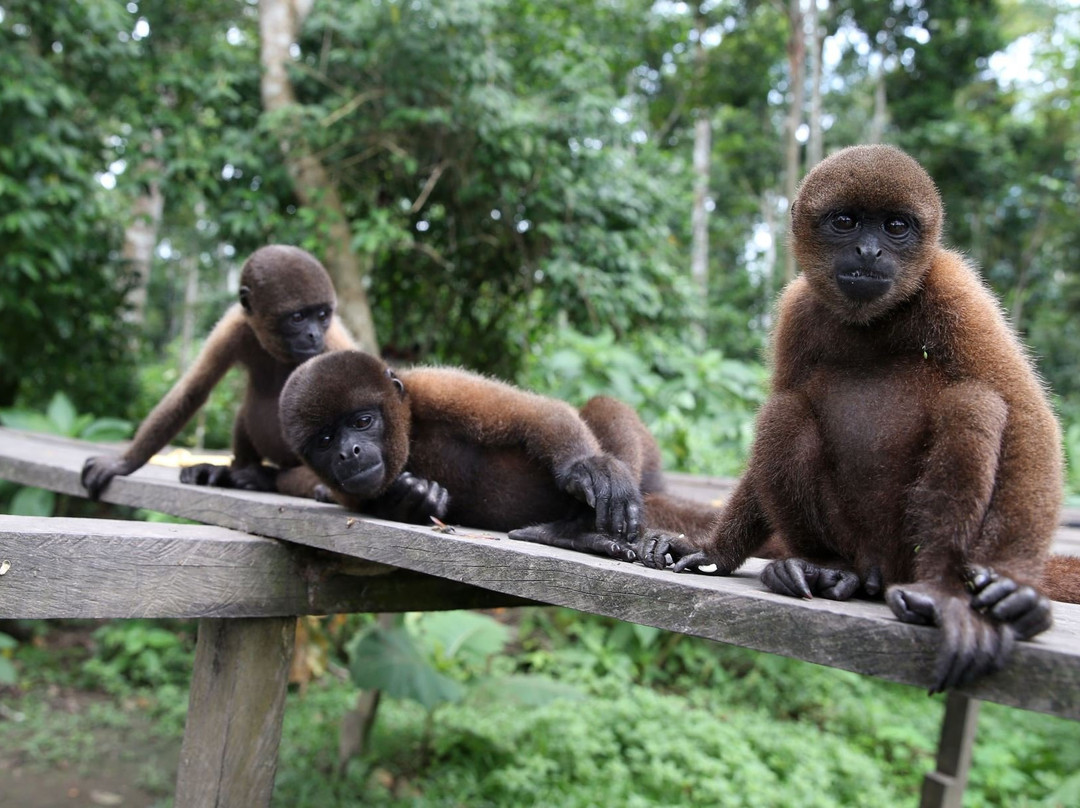 Amazon Andes Expedition景点图片