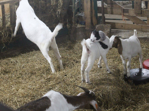 Knox's Pumpkin Farm-Hampton必去景点