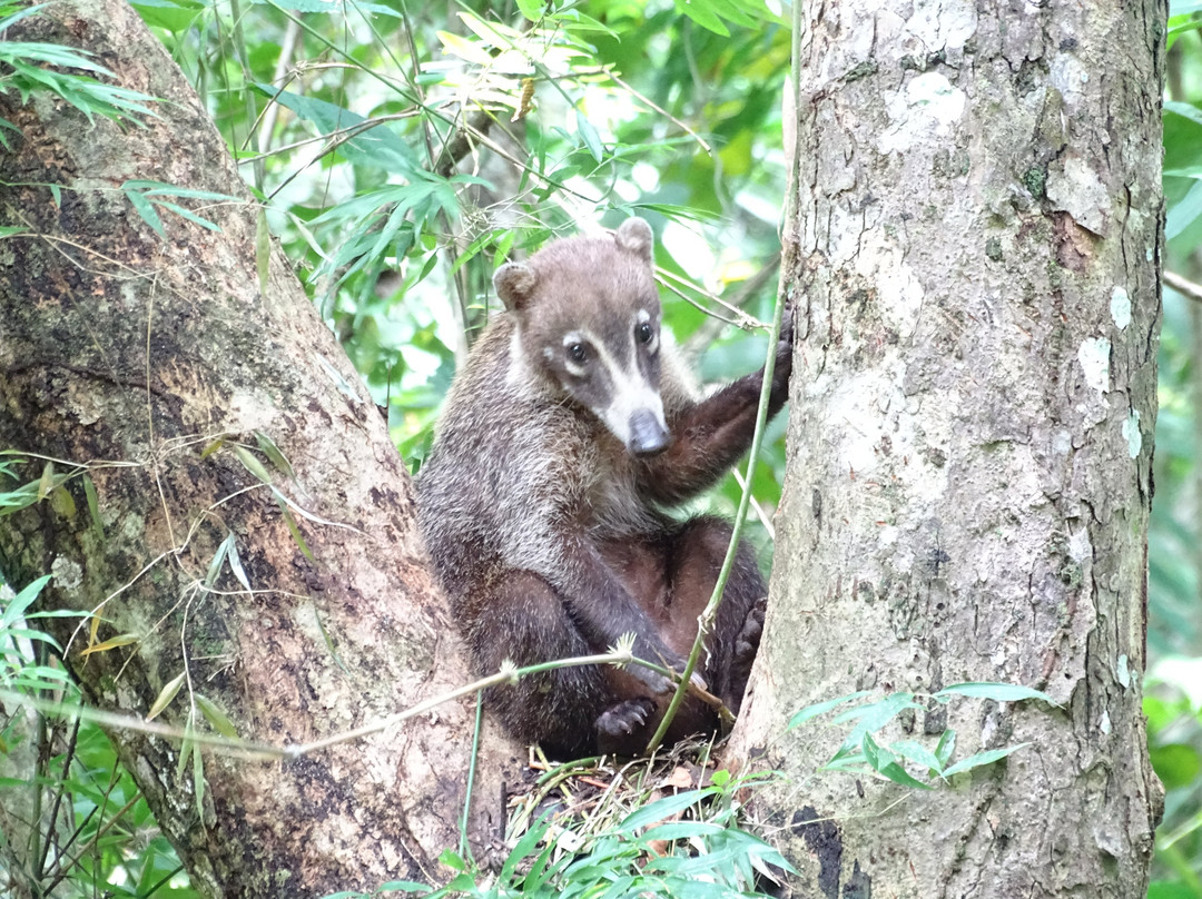 Beny Wilson Wildlife Observation Service景点图片