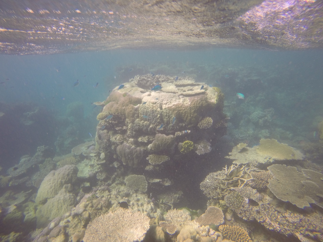 Opal Reef-道格拉斯港必去景点