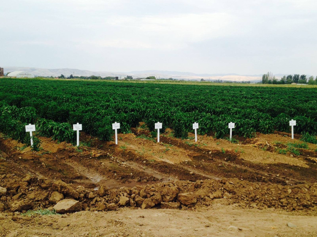 Krueger Pepper Gardens景点图片