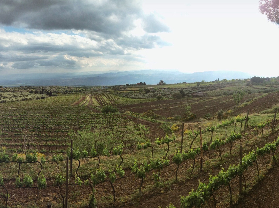 Etna Wine School景点图片